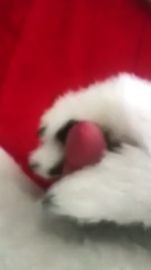 FURRY FEET Amateur Masturbation Cosplay