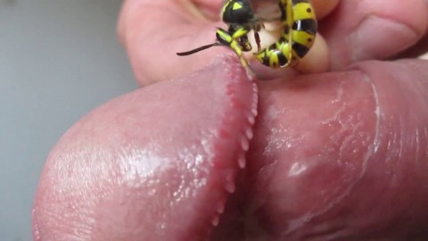 Wasp On My Cock 2 Hd Virgin Pussy Deflowered