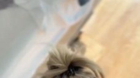 cheerleader kait pov blowjob free