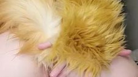 gingerasmr fox girl vibentail adult movie