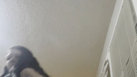 Goth stepsister obeys your command and begins twerking
